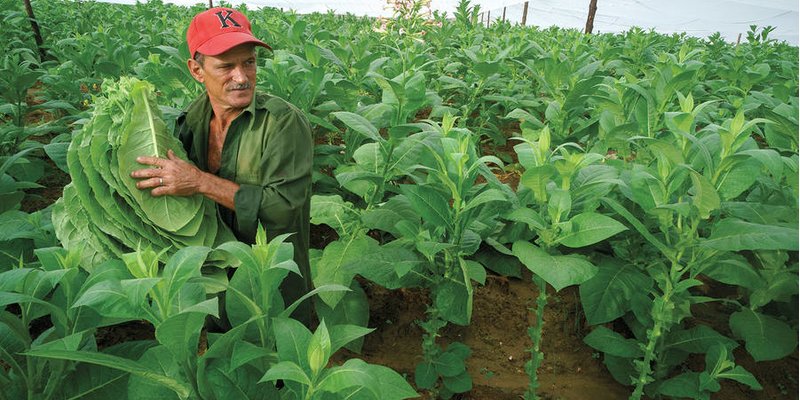 Khám phá những cánh đồng trồng lá xì gà Cuba tốt nhất