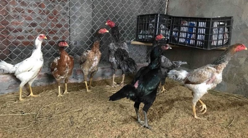Bệnh Gumboro ở gà - Nguyên nhân và cách phòng ngừa - Thế giới chọi gà