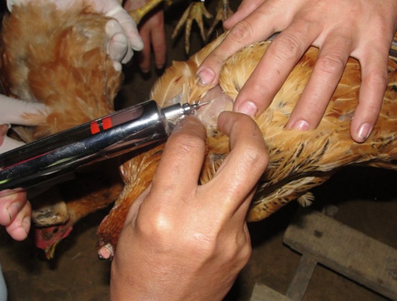 Bệnh Gumboro ở gà - Nguyên nhân và biện pháp phòng ngừa - Thế giới chọi gà