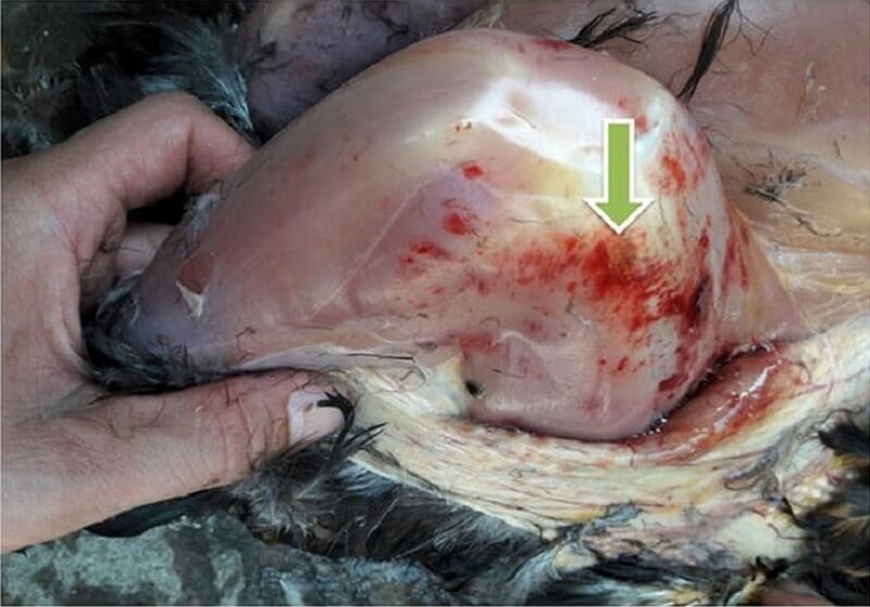 Bệnh Gumboro ở gà - Nguyên nhân và cách phòng ngừa - Thế giới chọi gà